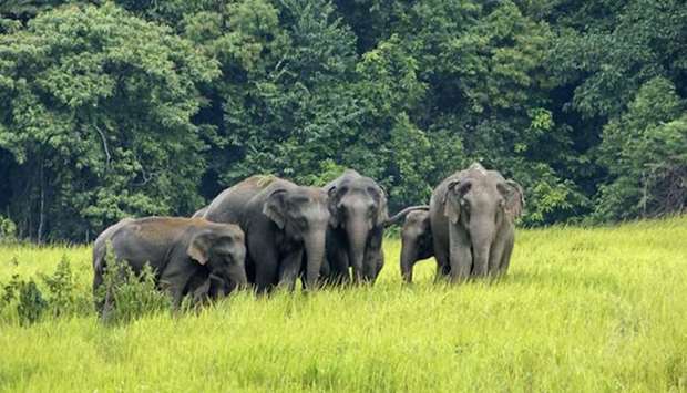 Wild elephants of  Koshi Tappu Wildlife Reserve