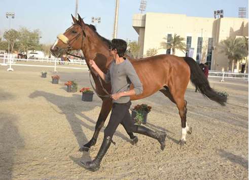 Vet check was held yesterday for horses competing in the HH Emiru2019s Sword Equestrian Festival at the Outdoor Arena of the Qatar Equestrian Federation.