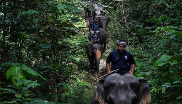 Malaysian mahouts riding rescued elephants through a forest as part of a patrolling exercise at the Kuala Gandah Elephant Conservation Centre in Kuala Gandah