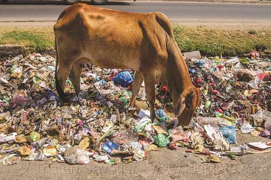 In 2016, Indian Prime Minister Narendra Modi noted that cows u2014 a sacred animal for many Indians u2014 were dying after consuming plastic, and urged those concerned about their welfare to stop it happening.