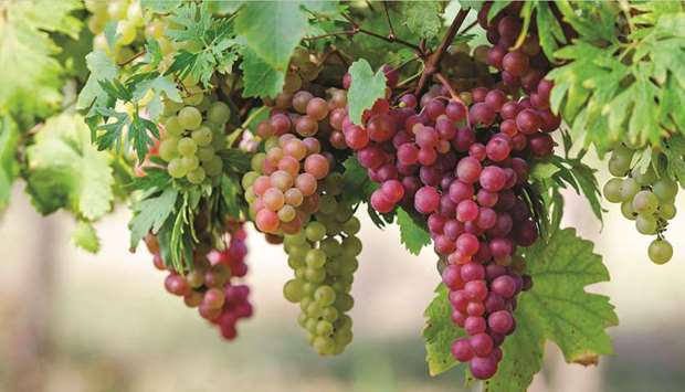 Including grapes in your diet may have positive impact on your mental health.