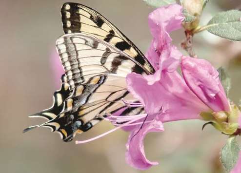COLOURFUL: Encore Azaleas will bring in an assortment of butterflies like this Eastern Tiger Swallowtail.