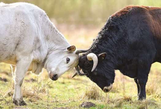 EXPERIMENT: The Sayaguesa from Spain (right) and Chianina from Italy (left) are two of the breeds being used in a German project to recreate the aurochs.