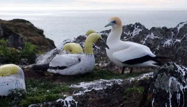 A gannet named Nigel (R) amongst fake concrete birds on the Mana Island off the Wellington coast