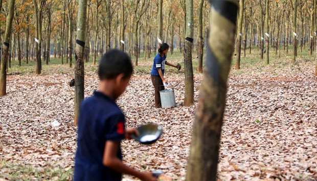 Workers collect rubber sap at a farm in Tbong Khmum province, Cambodia