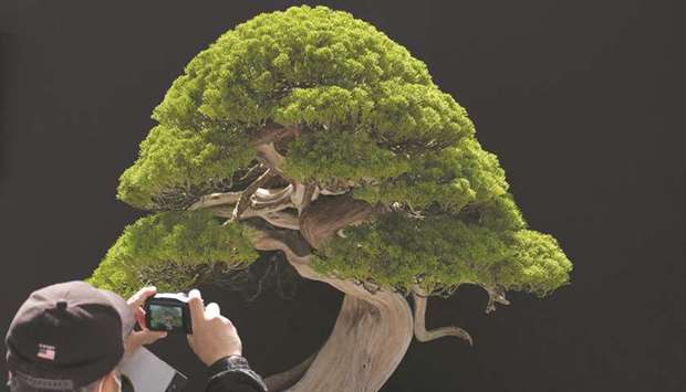 A visitor takes pictures of a bonsai displayed at the 8th World Bonsai Convention in Saitama.
