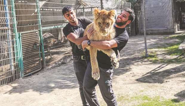 Palestinian zoo workers hold up the lioness u201cFalestineu201d at the Rafah Zoo in the southern Gaza Strip.