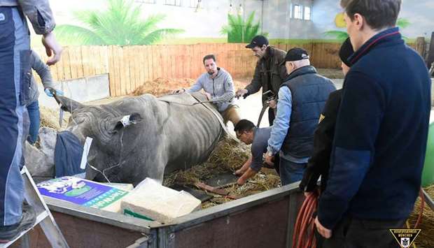Rhino 'Tsavo' being examined with the help of firefighters. Picture courtesy: Munich Fire Department's Facebook page