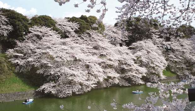 Cherry blossoms at the Tokyo Imperial Palace in a file picture.