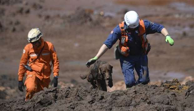 Chewbacca, a rescue dog of Santa Catarina state Firefighters Rescue Unit searches for victims of the dam collapse at Corrego do Feijao