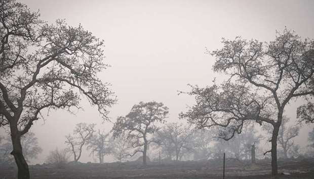 Burned-out trees stand in the haze outside of Paradise, California on November 15, 2018. Wildfires in California caused the first major corporate casualty of climate change, with utility PG&E collapsing due to a $30bn liability from two years of fires.