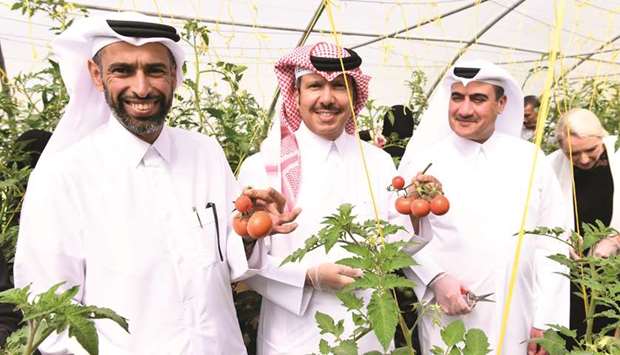 Dr Faleh bin Nasser al-Thani, assistant undersecretary for Agriculture Affairs & Fisheries Resources; Saleh al-Mana, vice president and director of Public and Government Affairs at ExxonMobil Qatar; and Abdullatif al-Naemi, national development manager at ExxonMobil Qatar, with fresh tomatoes from the harvest.