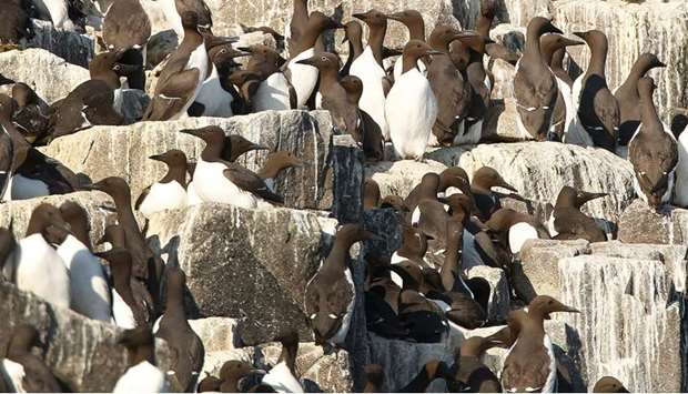 Guillemots nesting in the Firth of Forth, the estuary of Scotland's River Forth. Picture courtesy: The Guardian