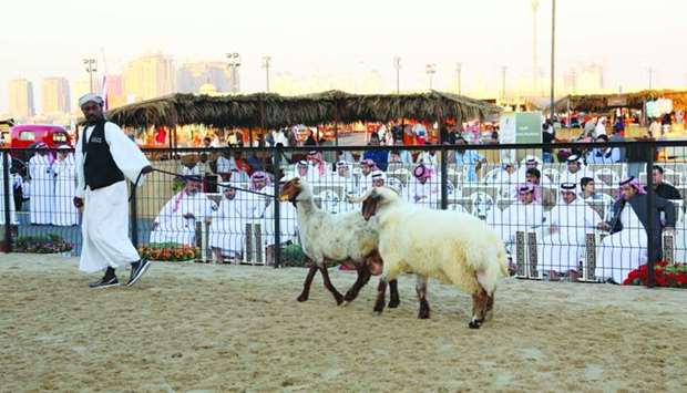 Herd owners display their most beautiful sheep or goats to compete for prizes.