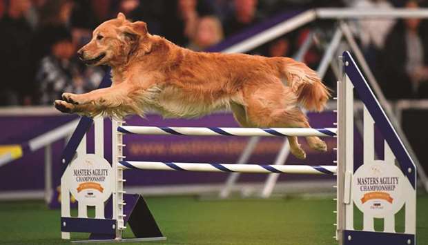 A 2019 file photo of a dog competing in the Masters Agility Championship during the Westminster Kennel Club Dog Show in New York City.
