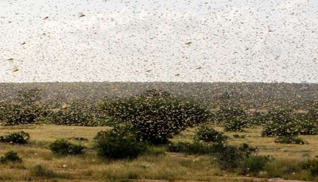 A swarm of desert locusts fly over a grazing land in Nakwamuru village, Samburu County, Kenya on January 16.