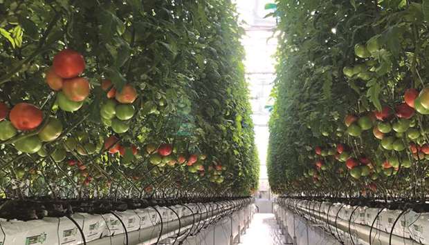 A section of a bumper tomato crop at Agrico Farm in Al Khor.