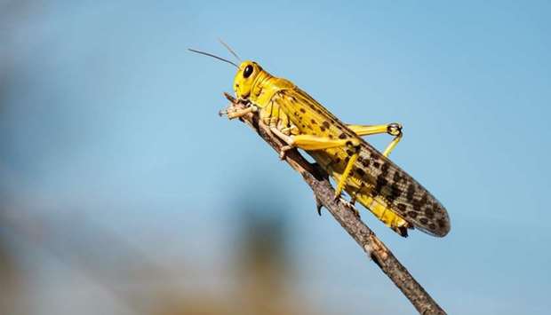A locust is seen feeding on a plantation