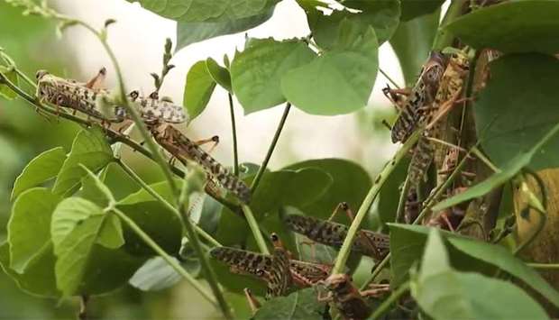 The locusts -- part of the grasshopper family -- have led to what the Food and Agriculture Organization (FAO) has termed the ,worst situation in 25 years, in the Horn of Africa.