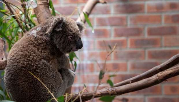 A koala displaced and injured by Australiau2019s bushfire crisis is seen at the campus of Australian National University.