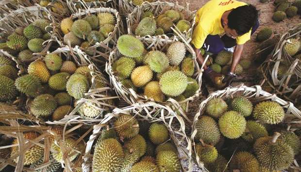 A vendor opens durians at the u201cLets Eat Fruitsu201d carnival which promotes the consumption of tropical fruits in Putrajaya, outside Kuala Lumpur, in a file photo.