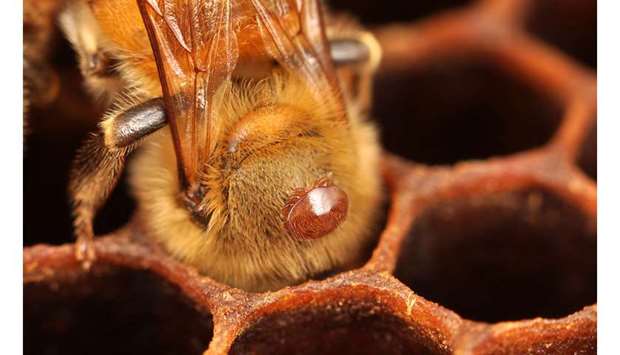 ALARM: Varroa mite on a honey bee.