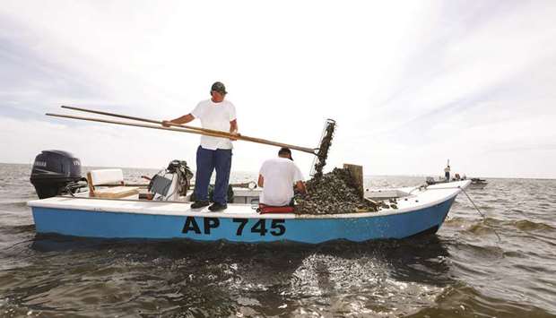 Michael Dasher, Sr, uses tongs to lift oysters from the bottom of Apalachicola Bay onto the boat of his son Michael Dasher, Jr, as they work off Eastpoint, Florida.