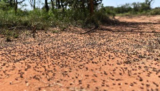 Isiolo town in Isiolo county, eastern Kenya, shows locust nymphs aggregated in shrubbery at a hatch 