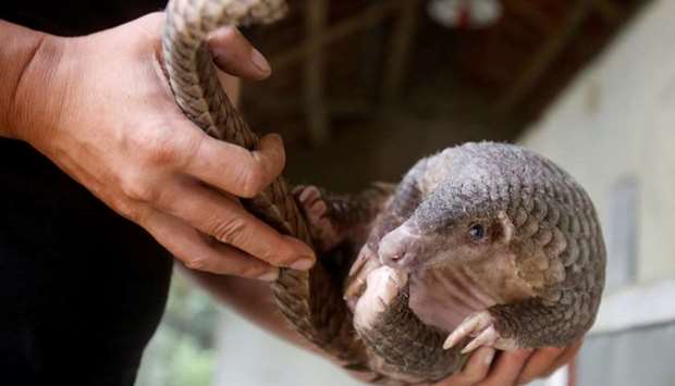 A man holds a pangolin at a wild animal rescue center in Cuc Phuong, outside Hanoi, Vietnam on September 12, 2016