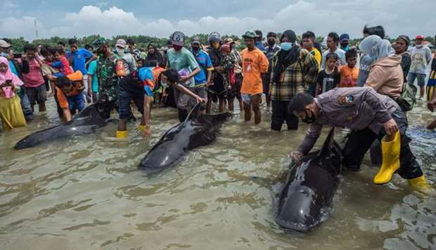 People try to save short-finned pilot whales beached in Bangkalan, Madura island on as some 49 pilot whales have died after a mass stranding on the coast of Indonesia's main island of Java that sparked a major rescue operation.