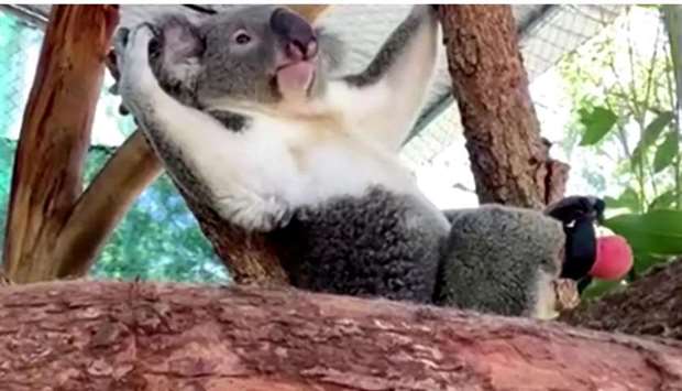 Triumph the koala with a prosthetic foot lies in a tree in Lismore, Australia