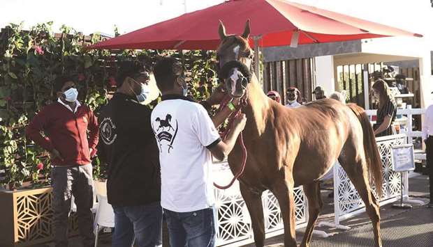 A horse being prepared for Katara International Arabian Horse Festival, which opened on Tuesday. PICTURE: Shaji Kayamkulam