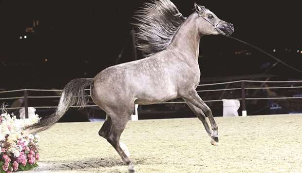 Contenders go around the ring during the qualifying classes at the Katara International Arabian Horse Festival u2014 Title Show yesterday. PICTURES: Shaji Kayamkulam