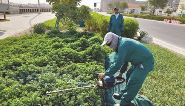 This included pruning of the plants and trees and cleaning the date palms in preparation for the fruit season.