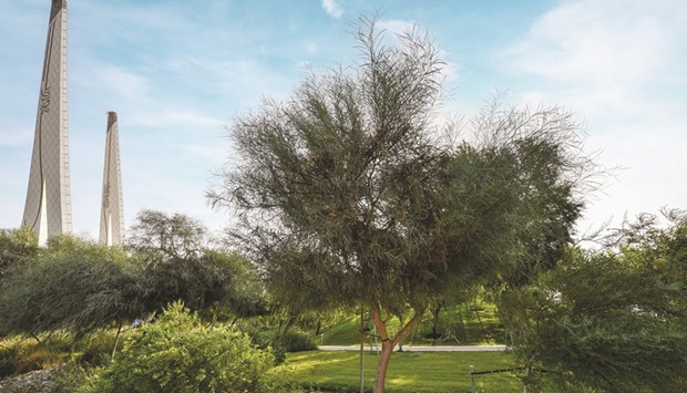 Quru2019anic Botanic Garden plans to plant 300 wild trees in Rawdat Al-Faras.
