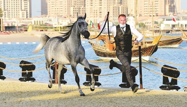 As many as 239 finest purebreds from five countries qualified for the show, carrying a total purse of QR3,093, 500, in addition to cars and other prizes.