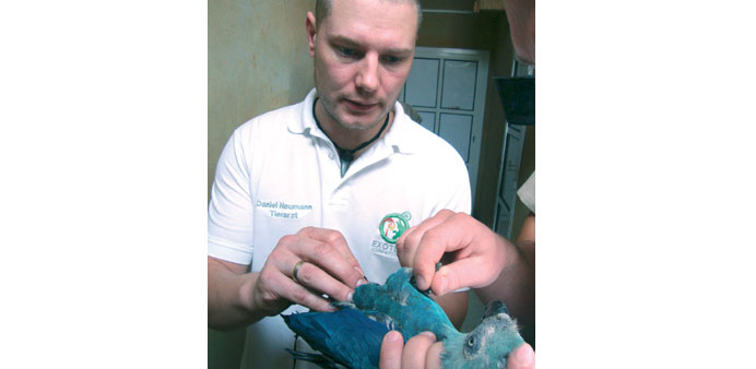  Daniel Neumann performing artificial insemination in a Spixu2019s macaw at AWWP.
