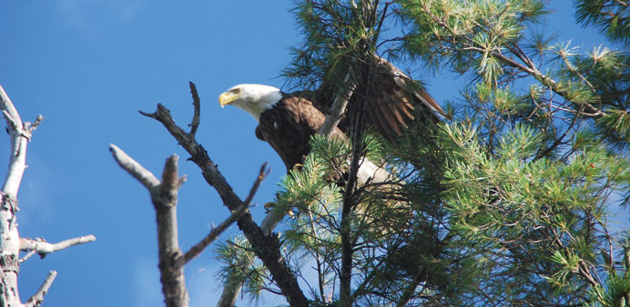 A bald eagle watches over her children, who are tending the nest in the next tree.