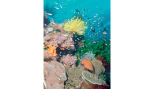 Gulf Times