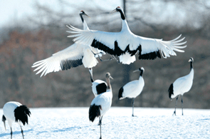 Gulf Times