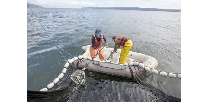 TAKING A COUNT: Josh Chamberlin of NOAA Fisheries and Casey Clark conduct a fish survey off Whidbey Island in Washington.   