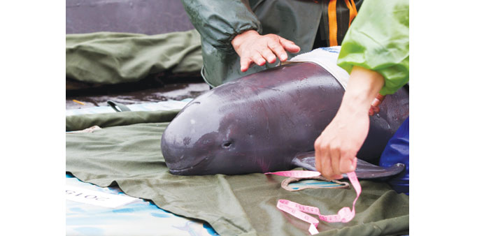 A rescue worker measures a recovered finless porpoise before releasing it back to the wild, in Poyang Lake, Jiangxi province.