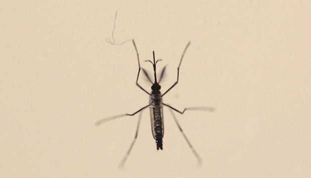 An Aedes aegypti mosquito is seen at the Laboratory of Entomology and Ecology of the Dengue Branch of the US Centers for Disease Control and Prevention in San Juan, Puerto Rico. As the world focuses on Zikau2019s rapid advance in the Americas, experts warn the virus that originated in Africa is just one of a growing number of continent-jumping diseases carried by mosquitoes threatening swathes of humanity.