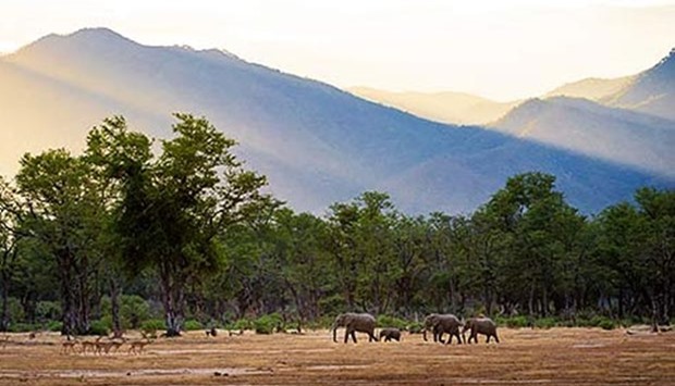 The incident happened in the Mana Pools national park