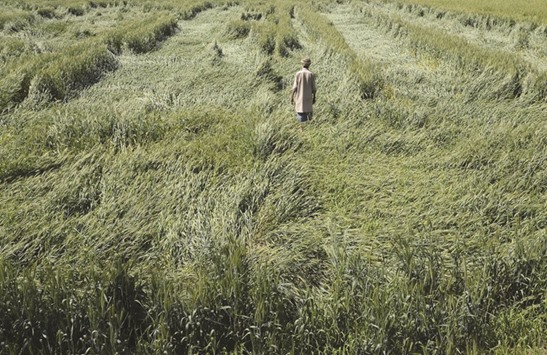 Farmer Pakhir Singh examines his damaged wheat crop after days of heavy rain and strong wind on the outskirts of Jalandhar in Punjab yesterday.