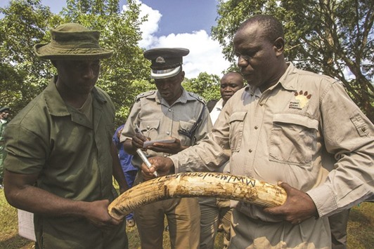 Malawi Parks and Wildlife officers write identification details on a confiscated elephant tusk at the Mzuzu Nature Sanctuary yesterday.
