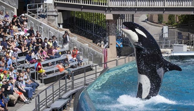 Visitors are greeted by an Orca killer whale as they attend a show at SeaWorld in San Diego, California, in this file picture.