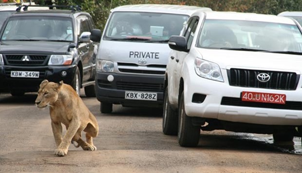 A lioness walks along a road as visitors sit in their vehicles at Nairobi's National Park in Nairobi in this file picture.