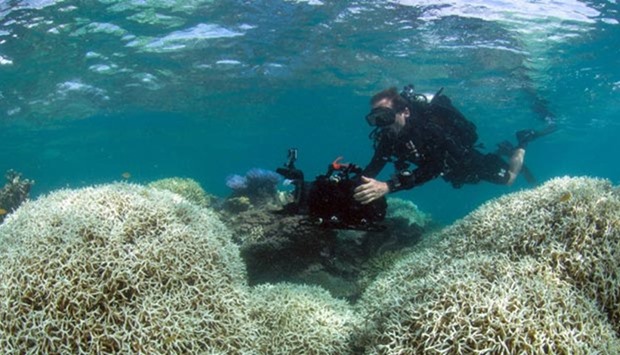 Environmental groups have urged greater action on climate change after the government declared the highest alert level over an epidemic of coral bleaching in the pristine northern reaches of Australia's Great Barrier Reef.