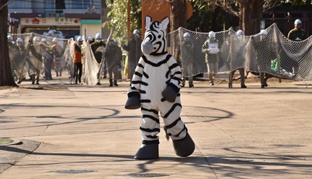 This file photo taken on February 2, 2016 shows zookeepers holding a net to capture a zookeeper dressed as zebra during a drill to practise what to do in the event of an animal escape at the Ueno Zoo in Tokyo.
